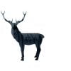 Deer3-1.jpg
